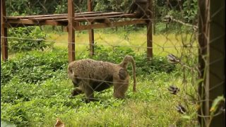 An impressive and unprecedented sex scene in Gogo in the adultery of a couple in black Africa by a colleague who after having fuck the wife in front of the husband also fucks the husband in front of t